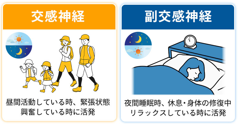 交感神経と副交感神経のイメージ