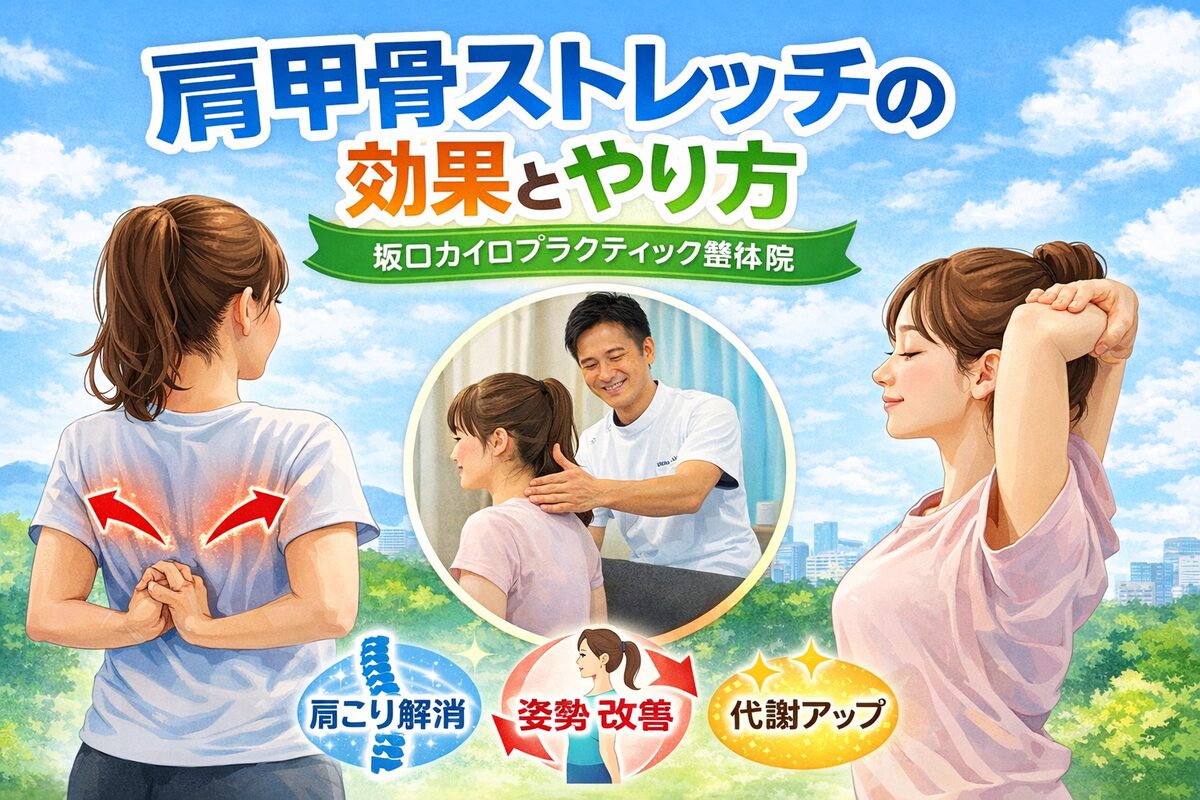 肩甲骨ストレッチの効果とやり方を解説|船橋の坂口カイロプラクティック整体院