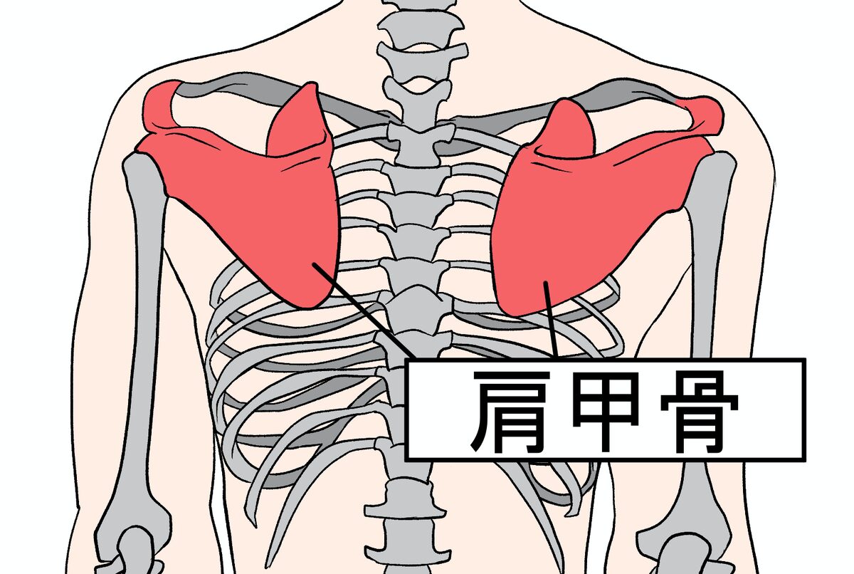 肩甲骨の場所