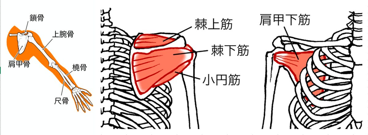 肩周りの筋肉と骨格