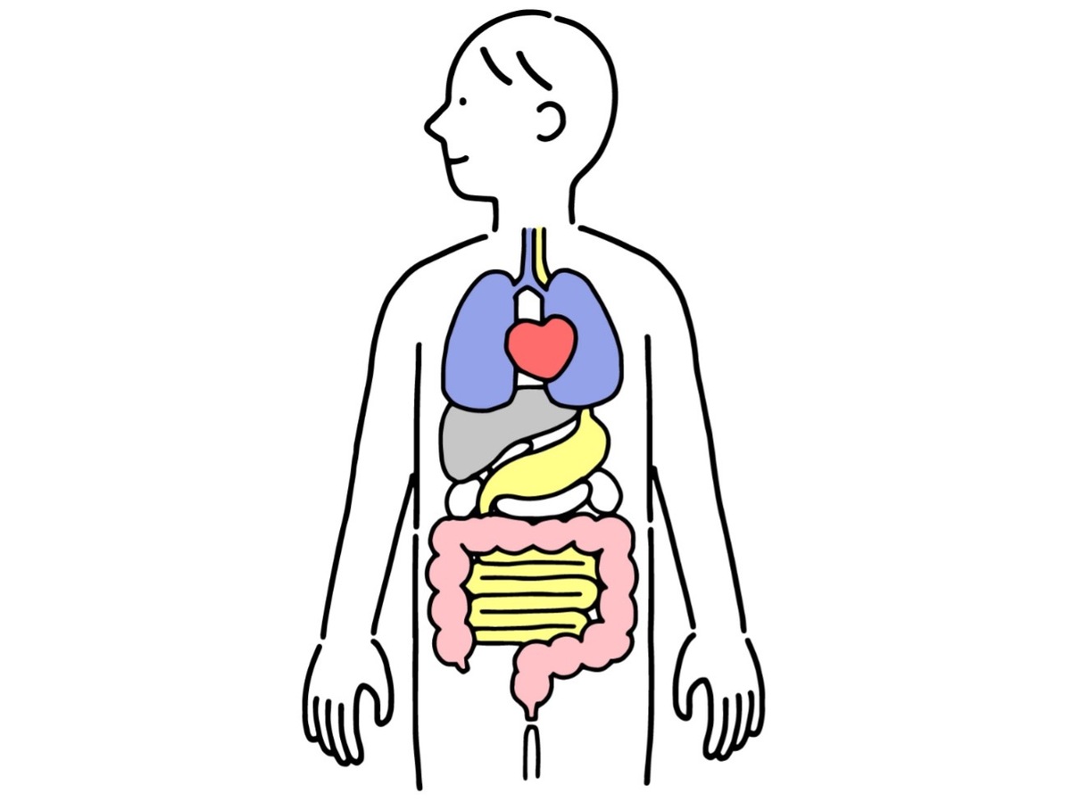 内臓のイラスト